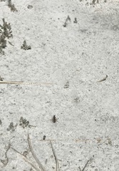 Cephalota chiloleuca