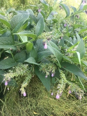 Symphytum × uplandicum