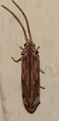 Tenomerga cinerea