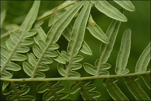 Pteridium aquilinum