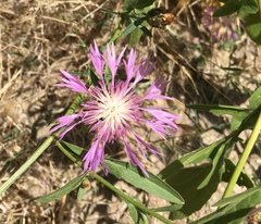 Centaurea diluta
