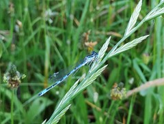 Coenagrion mercuriale