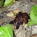 Forest Hermit Crab - Photo (c) Michael Barth, some rights reserved (CC BY-NC), uploaded by Michael Barth