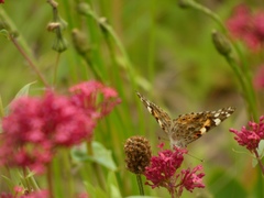 Vanessa cardui