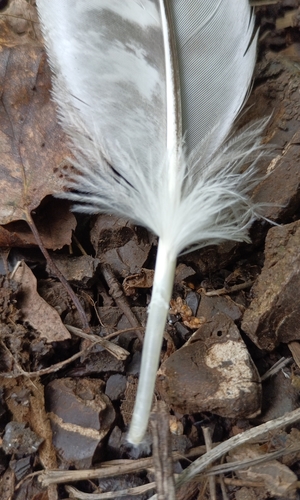 Plume de Autour des palombes