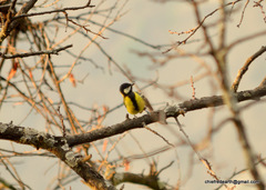 Parus monticolus