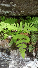 Gymnocarpium jessoense