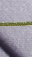 Gymnocarpium jessoense