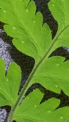 Gymnocarpium jessoense