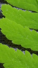 Gymnocarpium jessoense