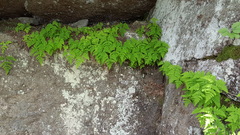 Gymnocarpium jessoense