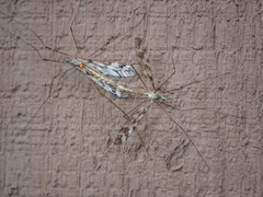 Tipula trivittata