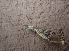 Tipula trivittata
