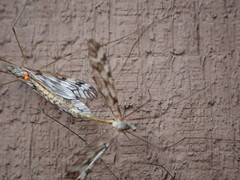 Tipula trivittata