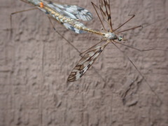Tipula trivittata