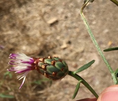Centaurea diluta