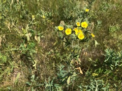 Potentilla astracanica