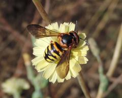 Dianthidium curvatum