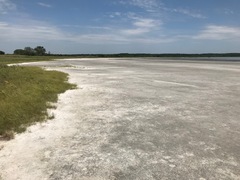 Cephalota chiloleuca