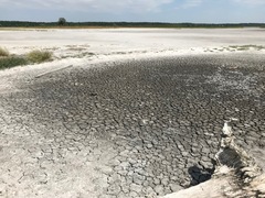 Cephalota chiloleuca