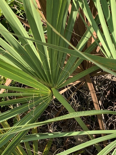Image of Sabal etonia by no rights reserved