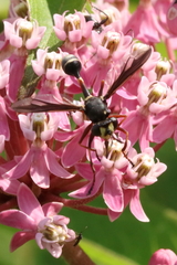 Physocephala furcillata