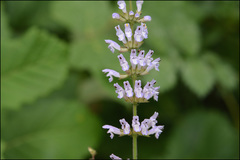 Salvia japonica