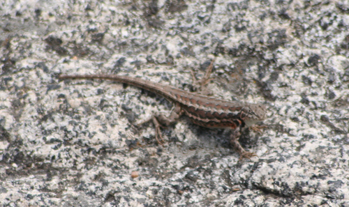 iNaturalist observation photo of Common Sagebrush Lizard