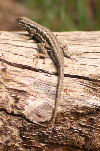 iNaturalist observation photo of Common Sagebrush Lizard