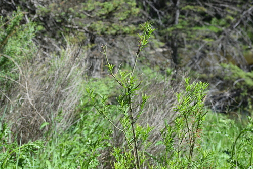 Dwarf euonymus (Euonymus nanus)