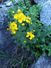 Hypericum formosum
