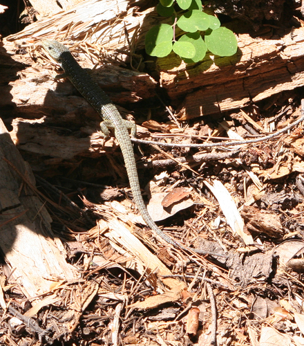 iNaturalist observation photo of Northern Alligator Lizard