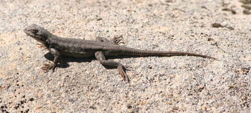 iNaturalist observation photo of Common Sagebrush Lizard