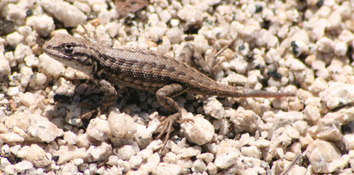iNaturalist observation photo of Common Sagebrush Lizard