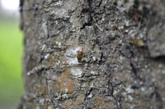 Deraeocoris flavilinea