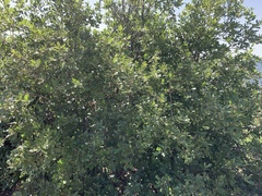 Quercus × undulata