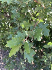 Quercus × undulata