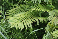 Pentarhizidium orientale