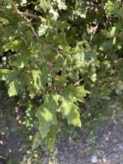 Quercus × undulata