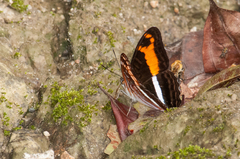 Doxocopa