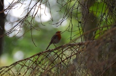 Erithacus rubecula