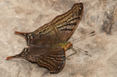 Hypanartia dione