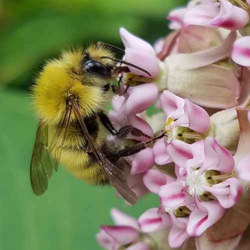 Perplexing Bumble Bee