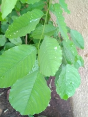 Pterocarpus erinaceus