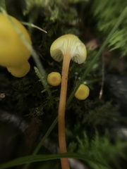 Hygrocybe parvula