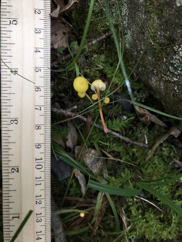 Hygrocybe parvula (Photo 2 of 4)