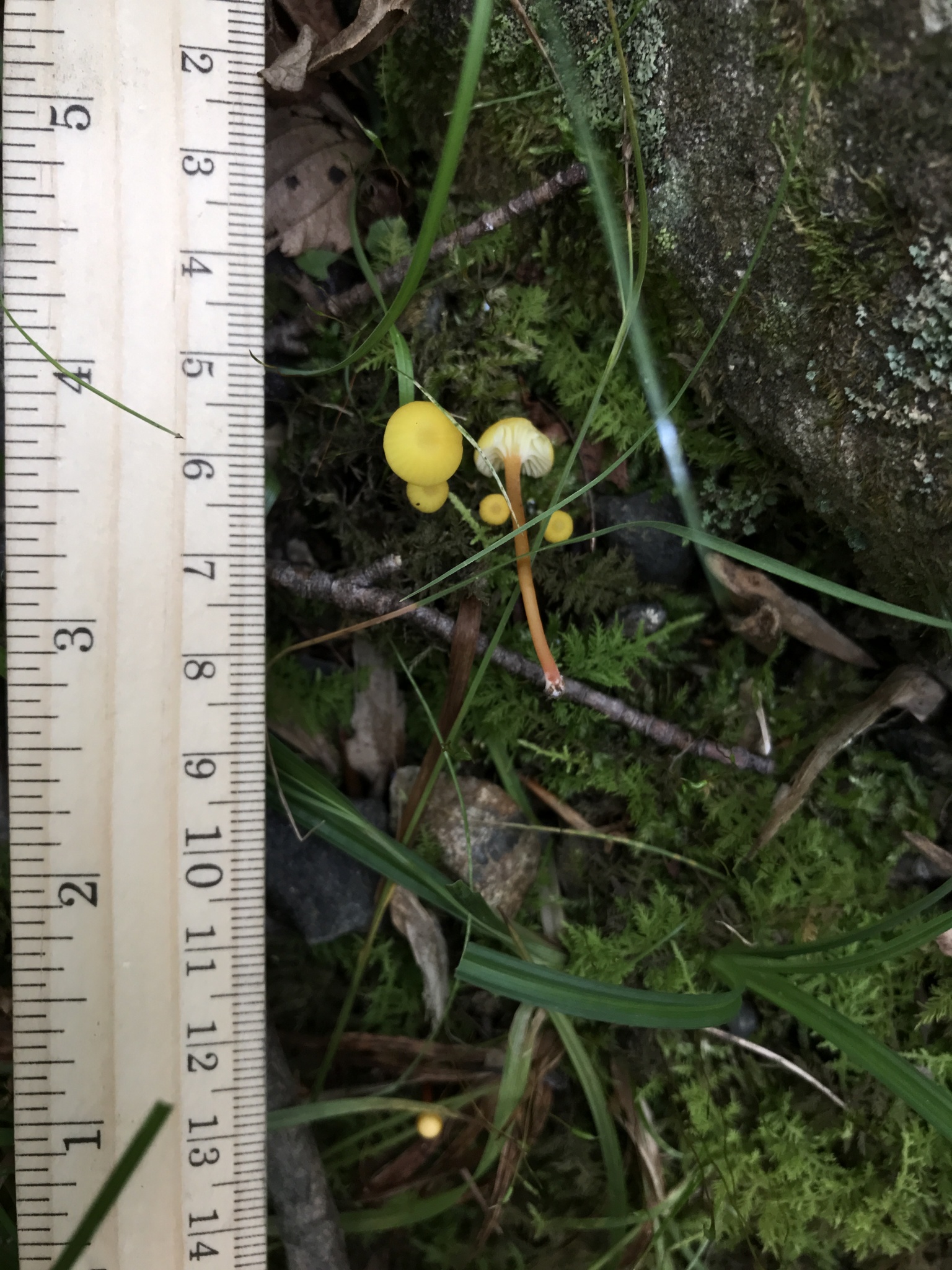 Hygrocybe parvula (Photo 2 of 4)