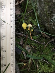 Hygrocybe parvula (Photo 2 of 4)