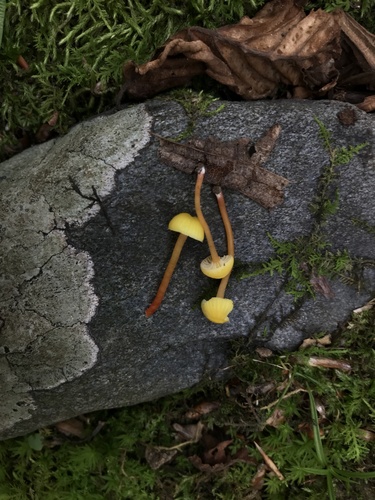 Hygrocybe parvula (Photo 3 of 4)