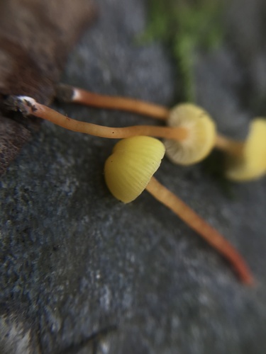 Hygrocybe parvula (Photo 4 of 4)